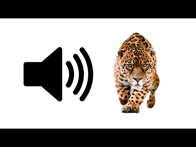 Jaguar - Sound Effect | ProSounds class=