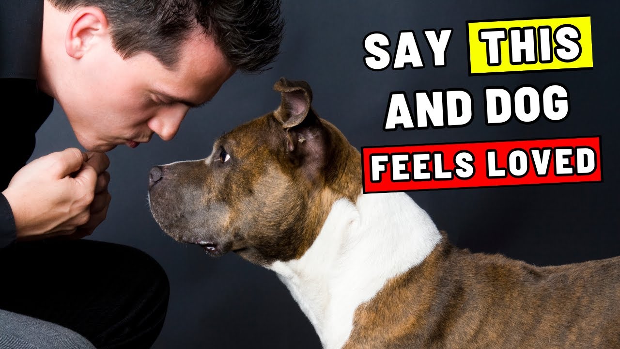 5 Words That Make Your Dog Know You Love Them – Instantly! - YouTube