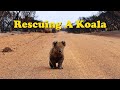 This couple Rescue a cute crying Koala | The Koala