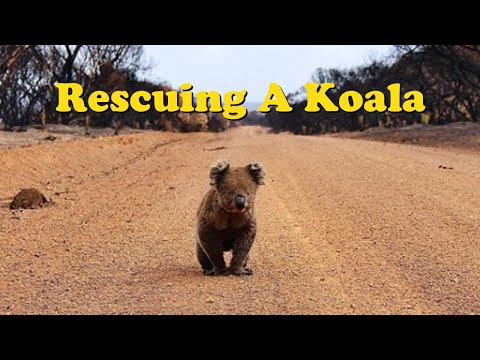 Video: Pet Scoop: ugniagesių gelbėjimo verkimas kačiukas iš drenažo, Koala Wanders į ligoninę