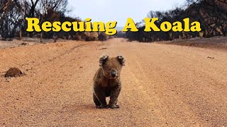This couple Rescue a cute crying Koala  | The Koala