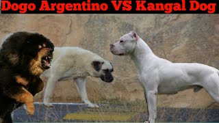 Dogo Argentino VS Kangal Dog Dangerous Dog Fight And Fighting Comparision In Hindi - Dogs Biography