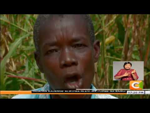 Video: Uharibifu Wa Mgongo Katika Mbwa