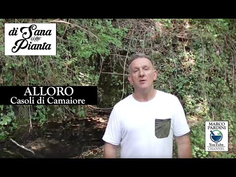 Video: Di che colore è l'alloro di montagna?