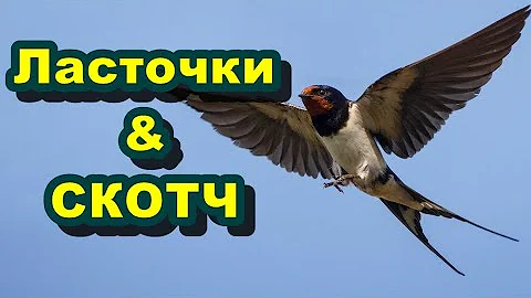 Ласточки & СКОТЧ