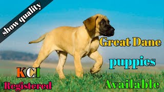 registered great dane puppies for sale