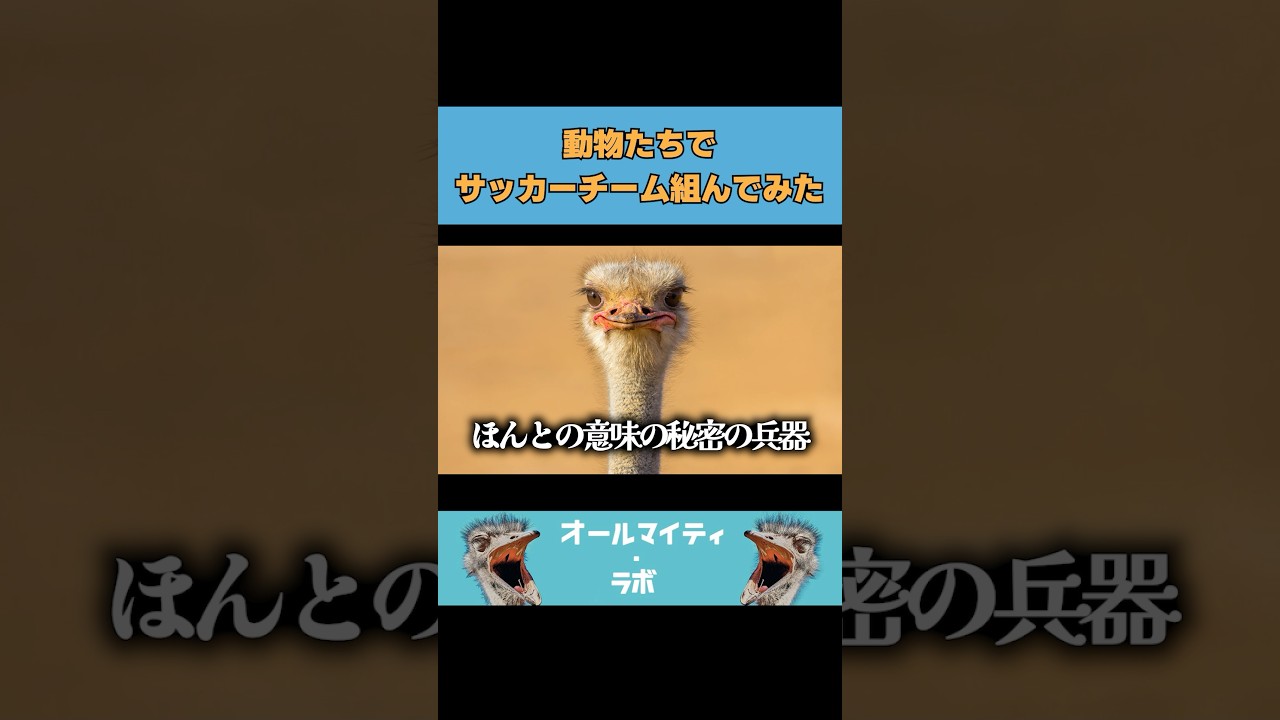 #animals #動物 #soccer