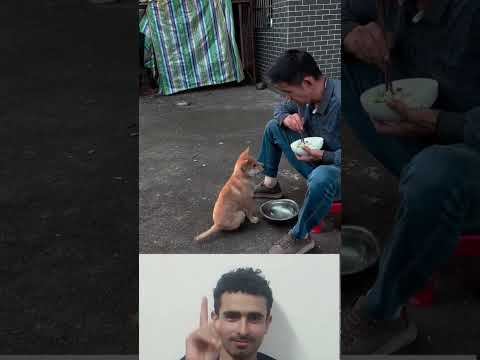 وقف الكلب يهز يده ينتظر الطعام كطفل ينتظر هدية بسيطة تمس قلبه لايك اشتراك متابعه 