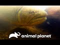 El difícil camino para conocer al pez Dorado | Pescadores al límite | Animal Planet Latinoamérica