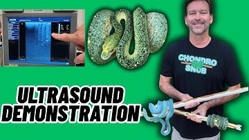 Ultrasound Demonstration On Gravid Female Green Tree Python