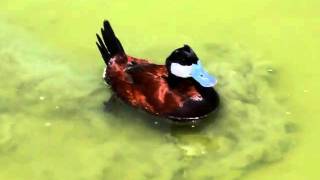 Ruddy Duck Displaying