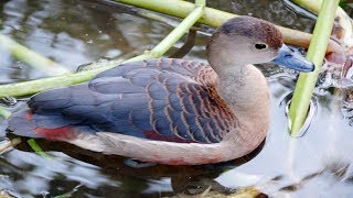 Tiếng chim Le Le bẫy lưới đêm bản hủy diệt