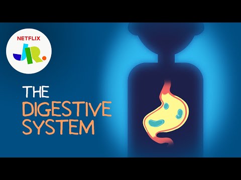 What is The Digestive System? | StoryBots: The Human Body for Kids | Netflix Jr