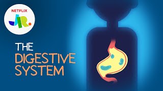 What is The Digestive System? | StoryBots: The Human Body for Kids | Netflix Jr