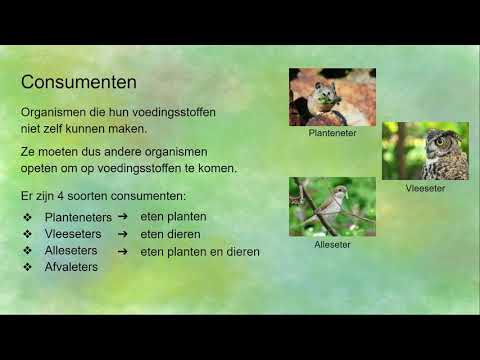 Video: Is een uil een producent of een consument?