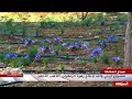 مشروع أردني واعد لإنتاج زهرة الزعفران الذهب الأحمر