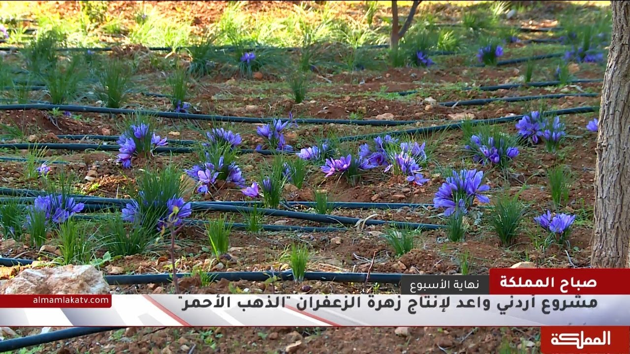 مشروع أردني واعد لإنتاج زهرة الزعفران الذهب الأحمر