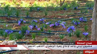 مشروع أردني واعد لإنتاج زهرة الزعفران الذهب الأحمر