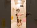 This diva cat won't stop her concert until we buy tickets 🎤✨ #catsoftiktok #divacat #viral