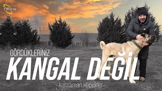 Gördüklerinizin %90'ı KANGAL DEĞİL!  (Akbaş  Kangal  Malaklı  Boz Çoban)  Kahraman Köpekler