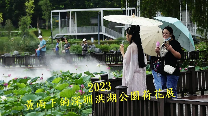 2023 黄雨下的深圳洪湖公园 - 荷花展第一天 - 天天要闻