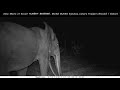 A bull elephant's desire to have sex, slows down his walk behind a female and her calf