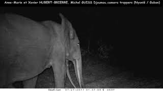 A Bull Elephant's Desire To Have Sex, Slows Down His Walk Behind A Female And Her Calf