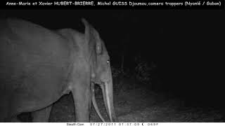 A bull elephant&#39;s desire to have sex, slows down his walk behind a female and her calf