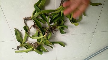 Ngọc điểm rừng Bình Thuận. 0917278293