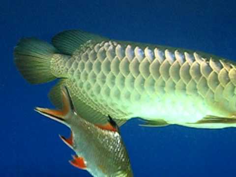 Malaysia Golden(blue base)Arowana Update - YouTube