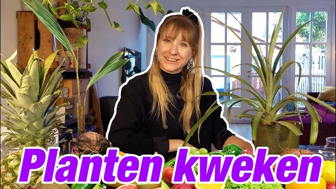 Planten Kweken Uit Pitten // Rosalie Boom #142 - Youtube