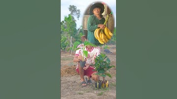 Trồng chuối táo quạ #hienonha #fruit #shorts
