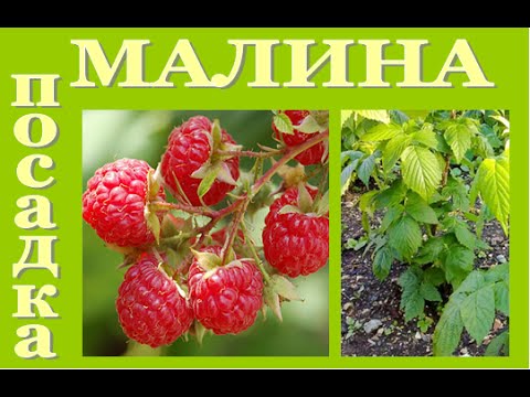 Выращиваем МАЛИНУ. Как ПРАВИЛЬНО ПОСАДИТЬ. Делюсь своими секретами