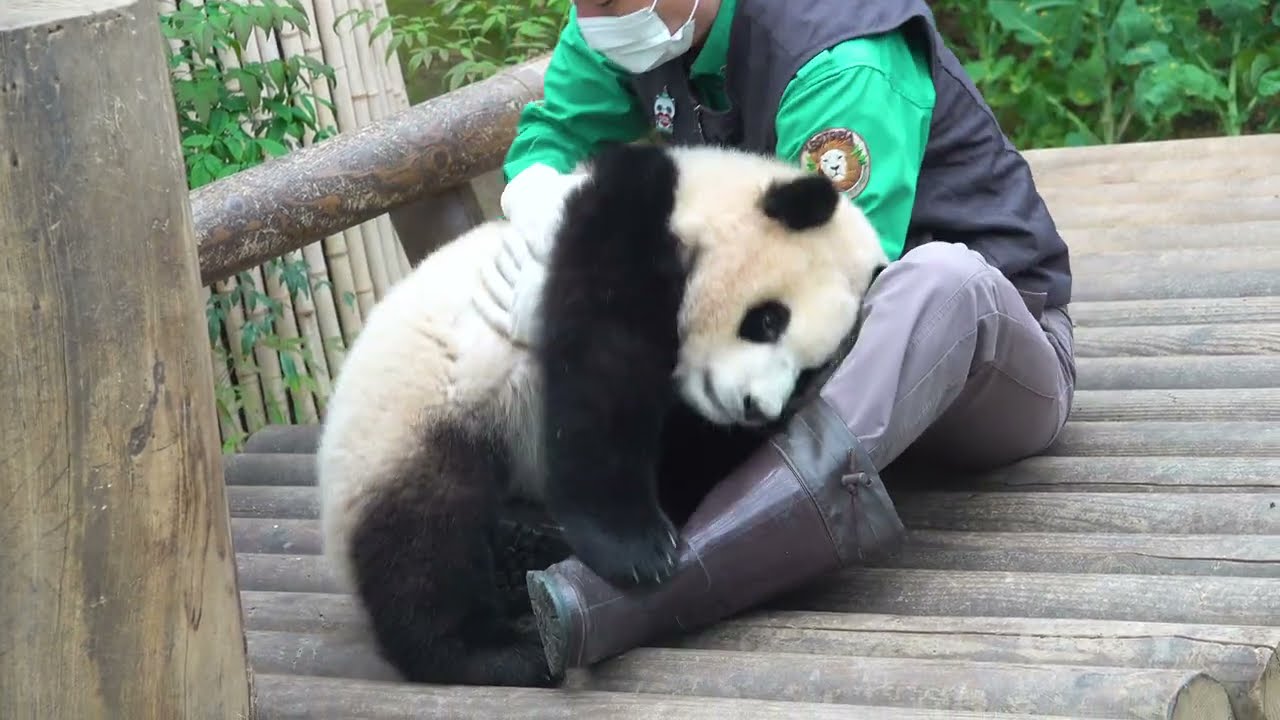 에버랜드 판다 푸바오 21/04/04 ( 8 month old giant panda 'FU BAO' )