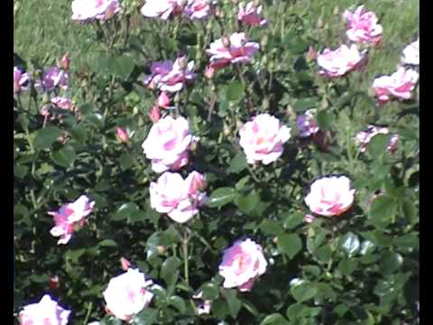 Video: Rožu Miltrasa