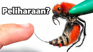 Aku Mendapatkan Seekor Sapi Pembunuh (sengatan paling menyakitkan)