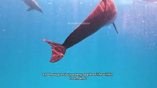 The Silent Symphony of the Deep Blue