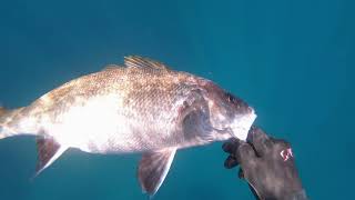 Pesca submarina desde infantería. SJ Cam 10 / Gopro 7