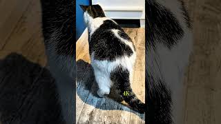 Funny Cat Memes In 4k Resolution  Part 28 shorts funny cat kitten 4k