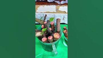 Cách Giâm cành Hoa Giấy mini làm bonsai #bonsaishop