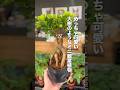 【まるで大樹😳】オシャレすぎるガジュマル🪴✨️#植物のある暮らし #植物大好き #植物 #観葉植物 #plants #ガジュマル