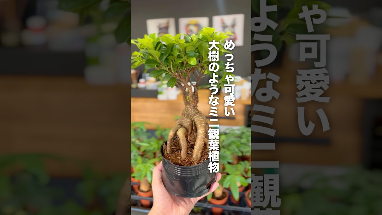 観葉植物様 専用 Towa様 専用ページ 植木鉢 ボリューム満点！大型観葉
