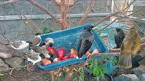 Birds in the aviary fight over water guava fruit for food