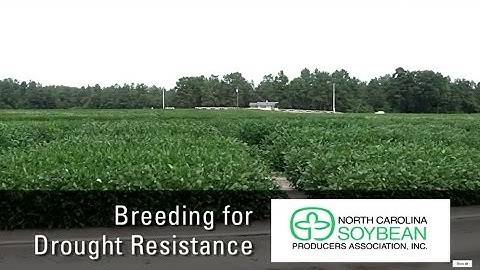 Breeding for Drought Resistance