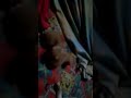 Funny cats baby 😂😂😂😂