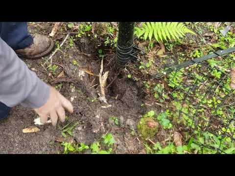 Easy Removal of Roots Around Fence Post |  BROOT BAR