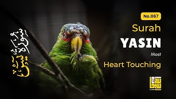 Healing Surah Yasin for Restful Sleep, Stress & Worry ✦ Soothing Quran Reading سورة يس