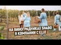 Экскурсия на виноградниках ШАБО в компании с ELLE