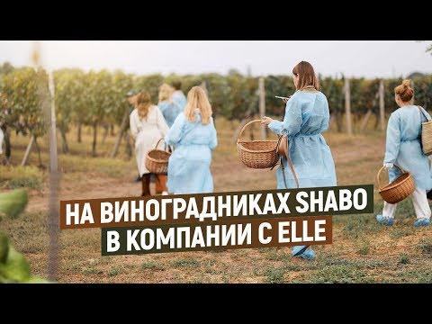 Экскурсия Шабо на виноградниках в компании с ELLE