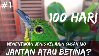 Ciri-ciri Cucak ijo Anakan Jantan atau Betina | Trotolan